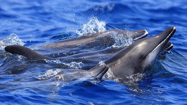 La Universidad Politécnica de Cataluña participa en el proyecto The Ocean Mapping Expedition